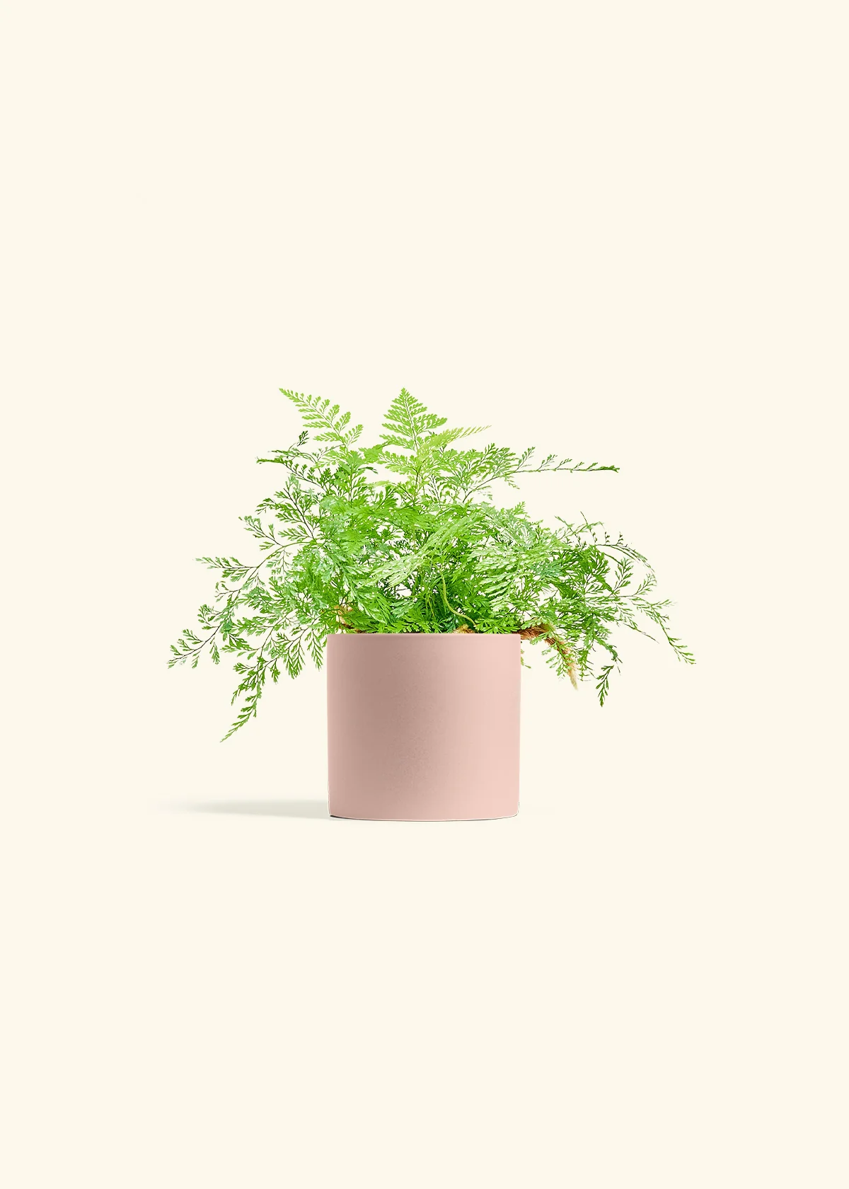 Rabbit Foot Fern, Small - Image 5