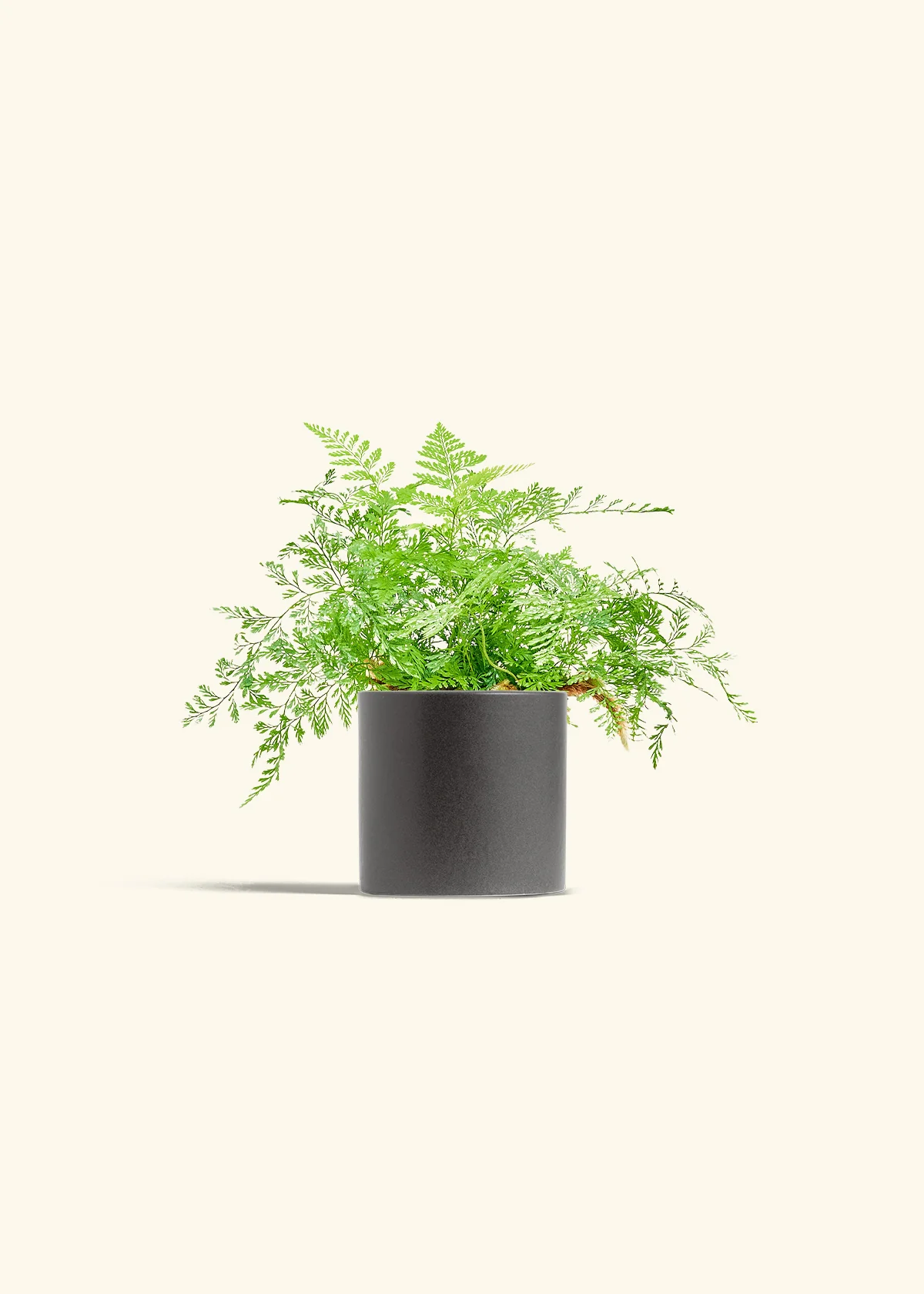 Rabbit Foot Fern, Small - Image 6