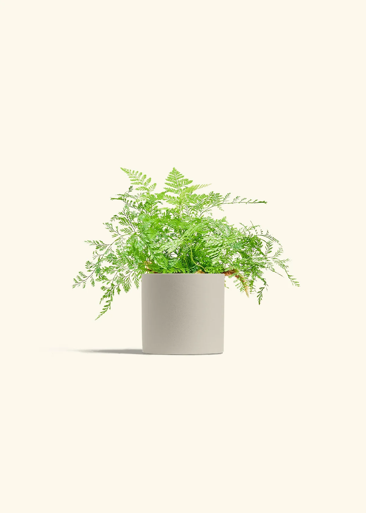 Rabbit Foot Fern, Small - Image 7