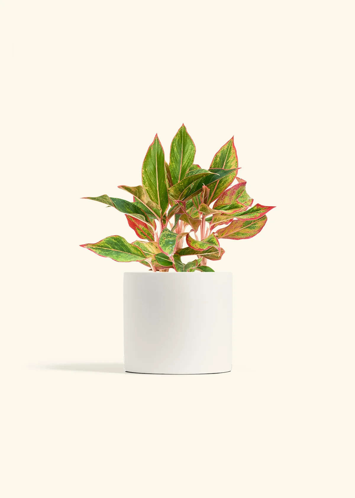 Red Chinese Evergreen, Medium - Image 3