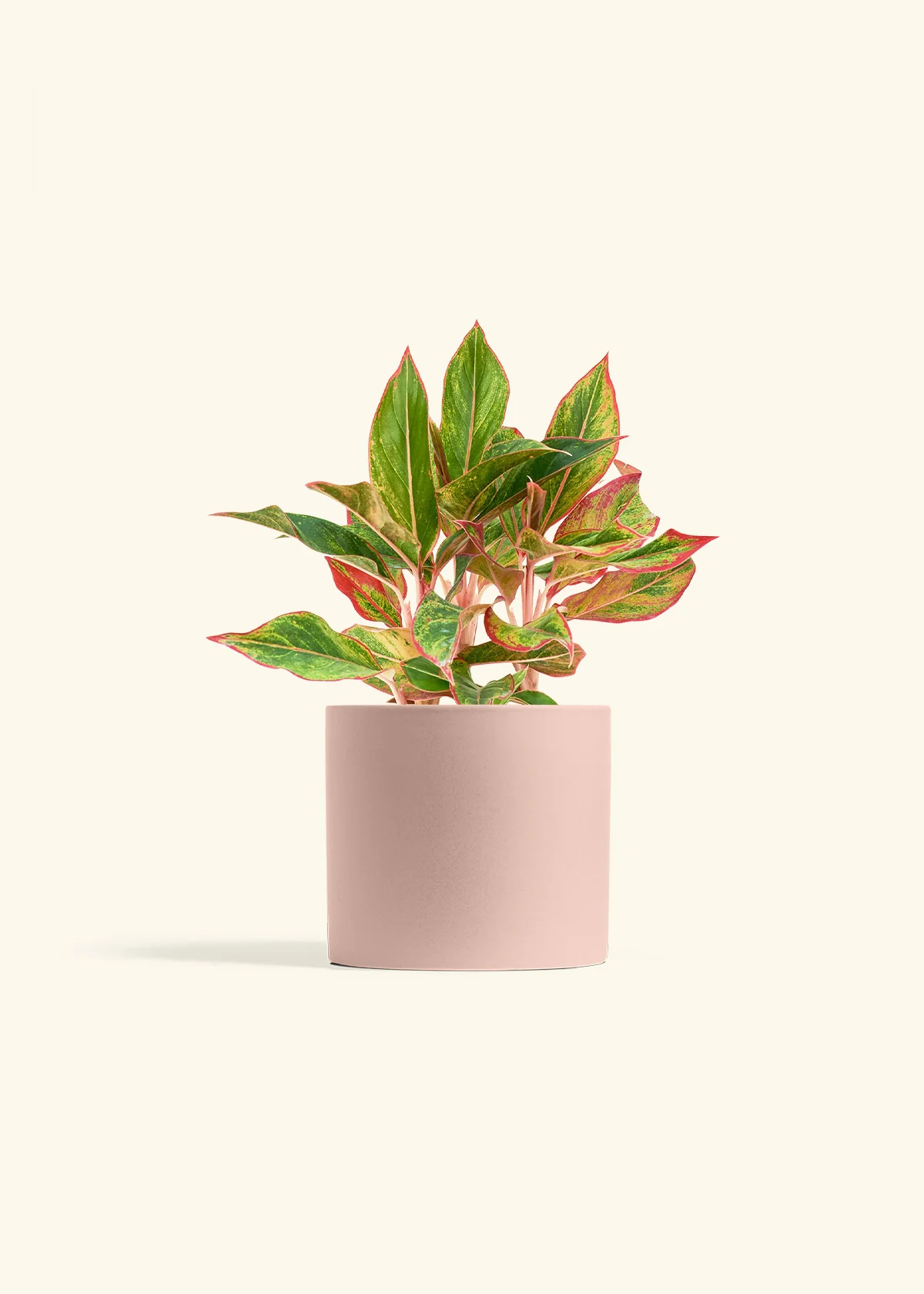 Red Chinese Evergreen, Medium - Image 4
