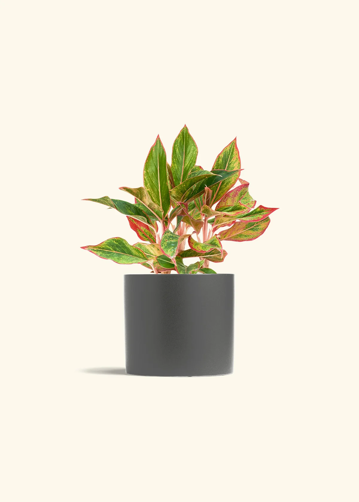 Red Chinese Evergreen, Medium - Image 5