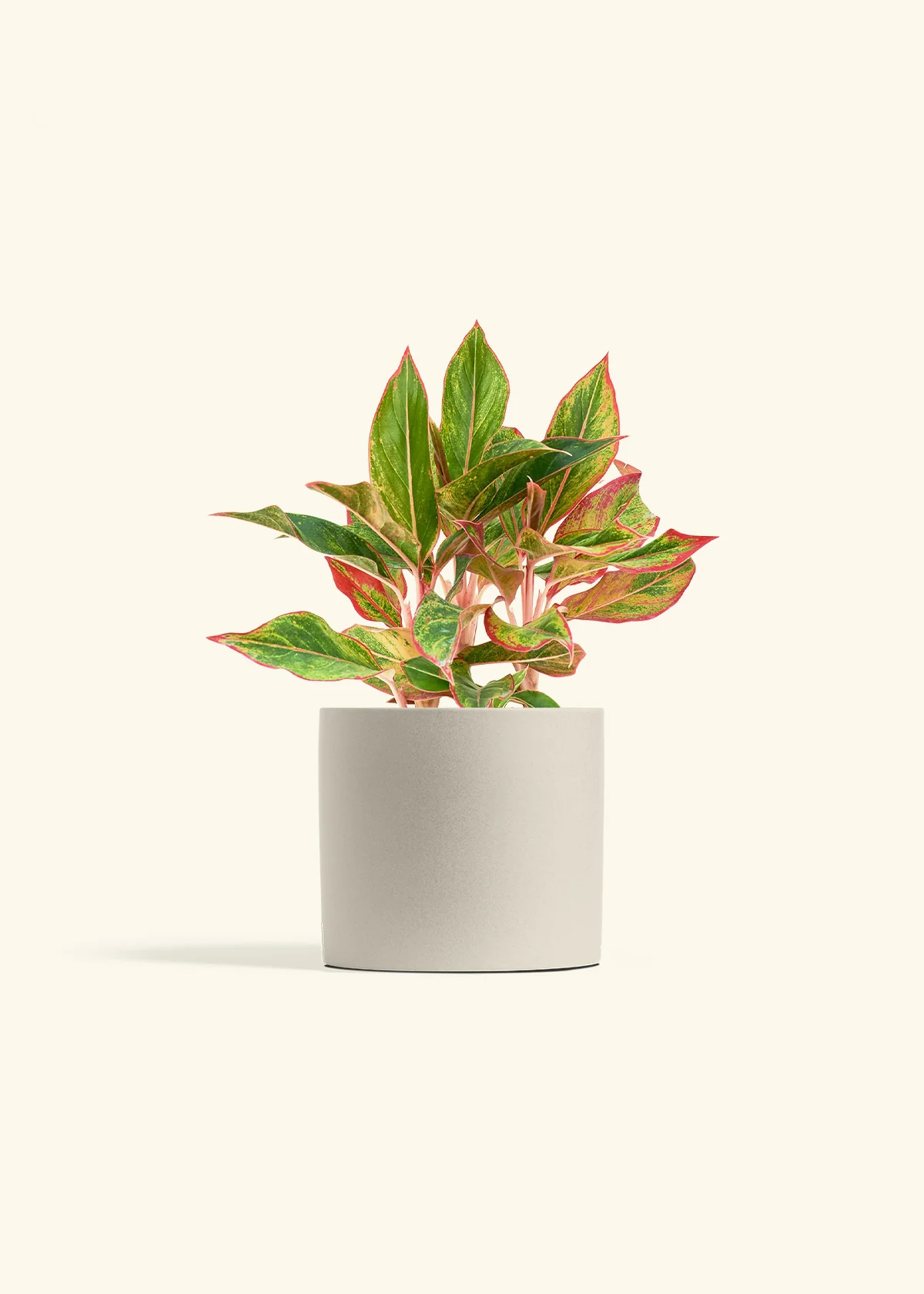 Red Chinese Evergreen, Medium - Image 6
