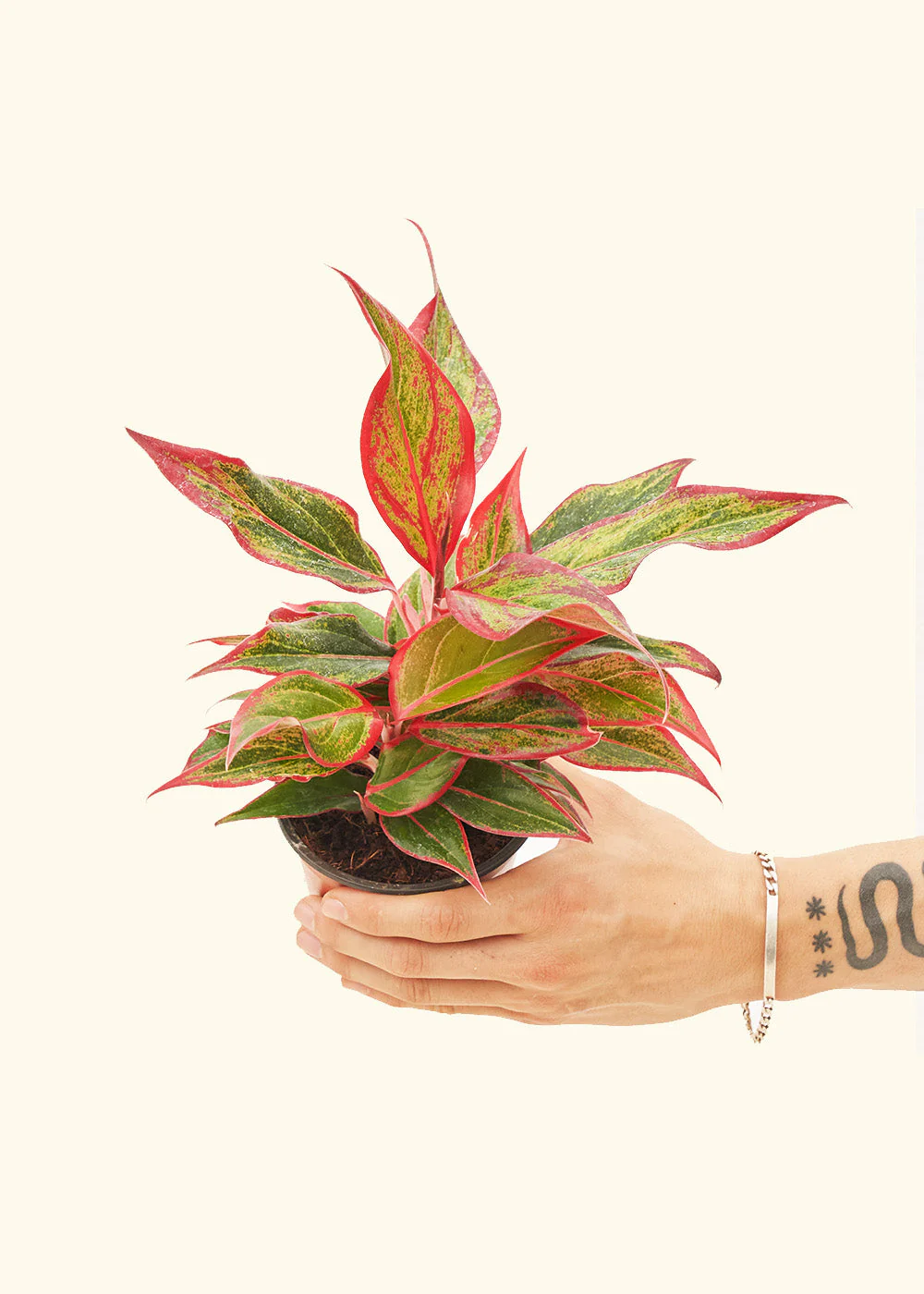 Red Chinese Evergreen, Small - Image 3