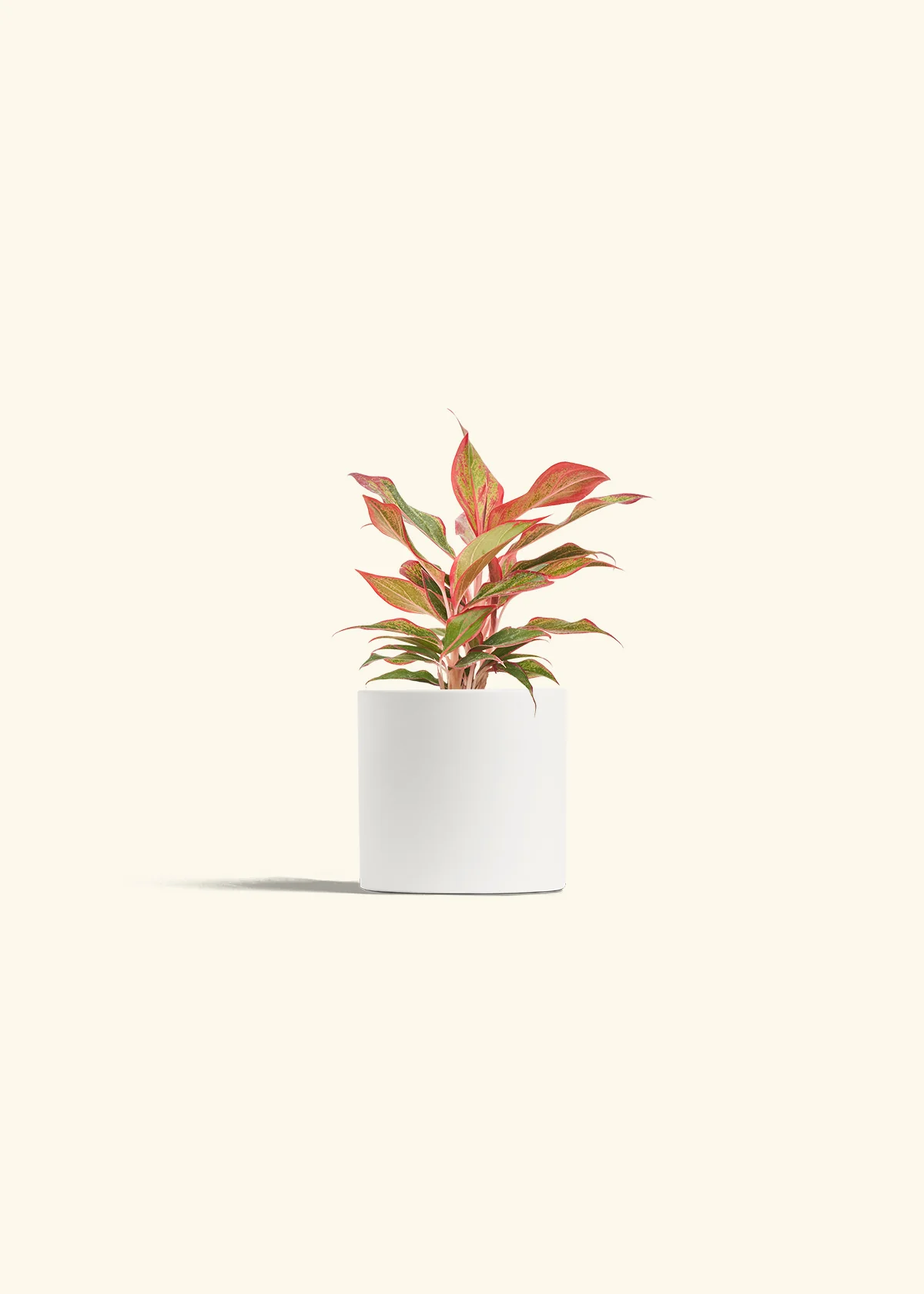 Red Chinese Evergreen, Small - Image 4