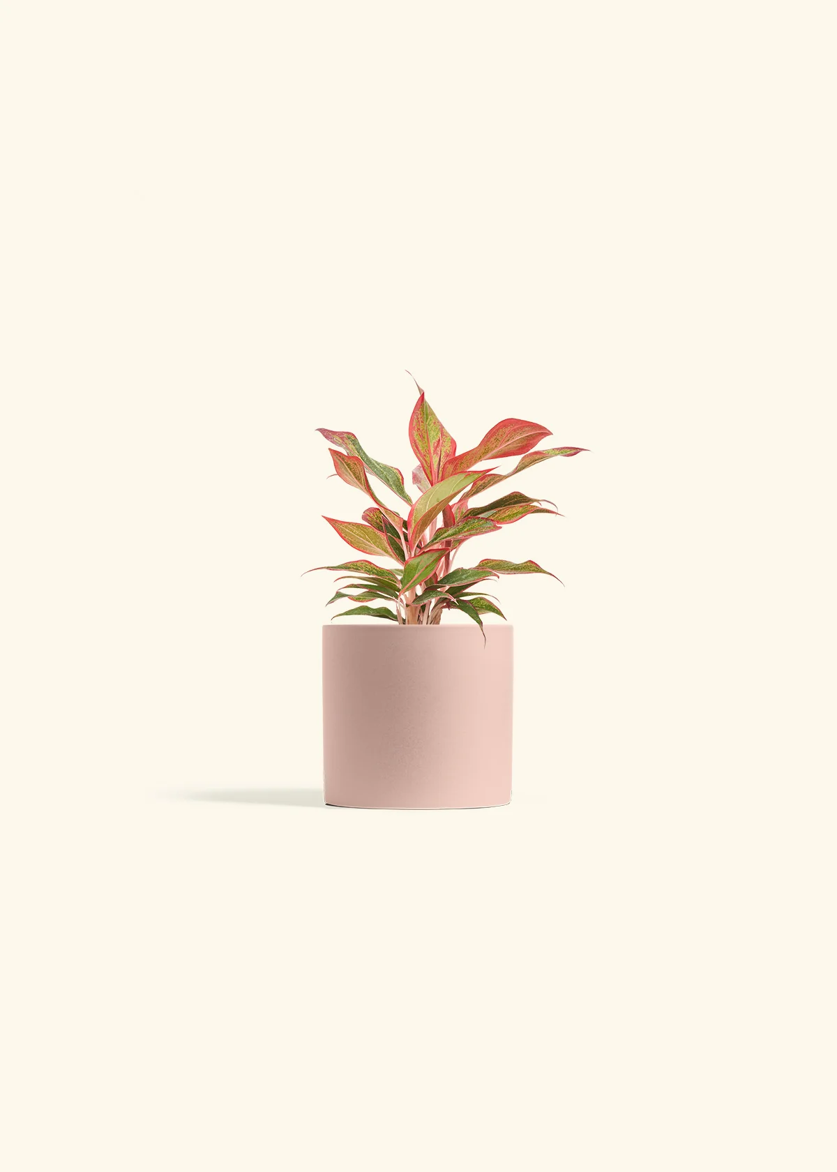 Red Chinese Evergreen, Small - Image 5