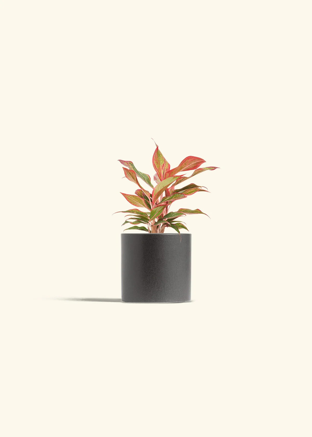 Red Chinese Evergreen, Small - Image 6
