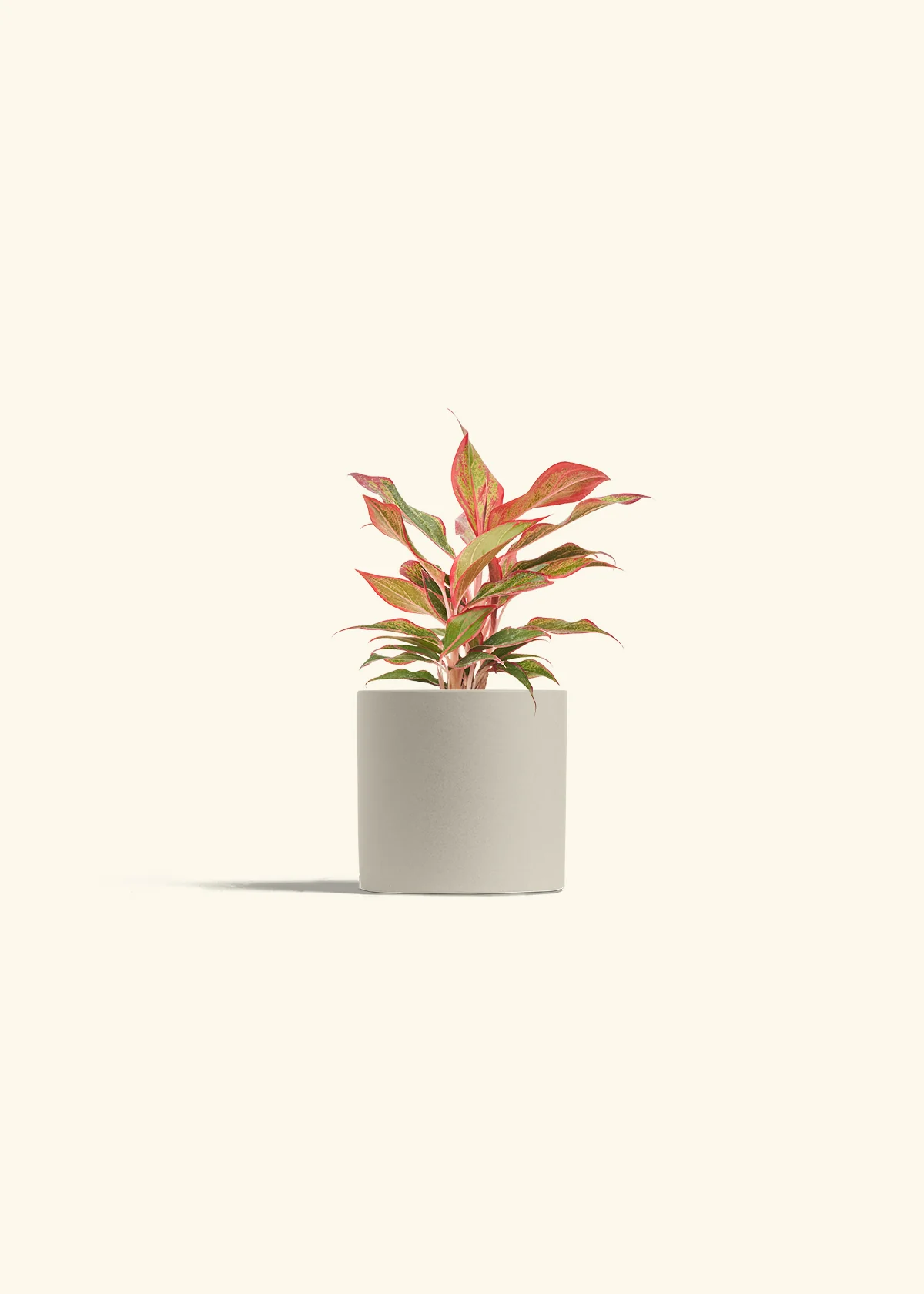 Red Chinese Evergreen, Small - Image 7
