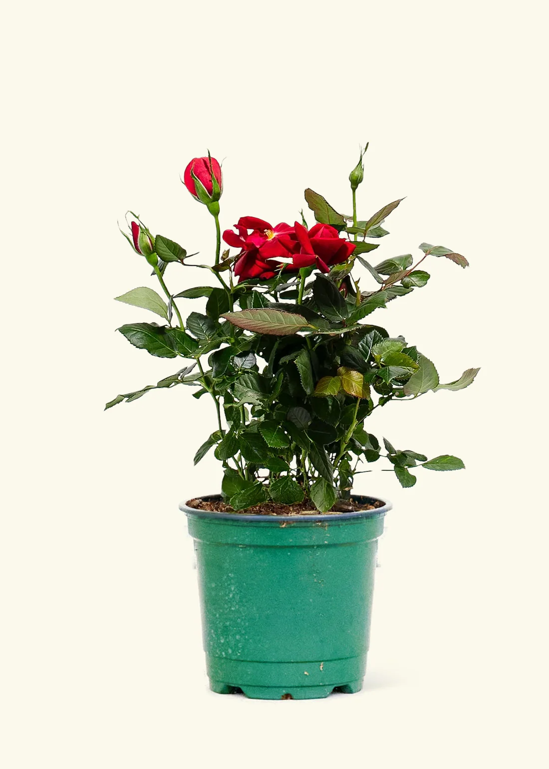 Flowering Plants