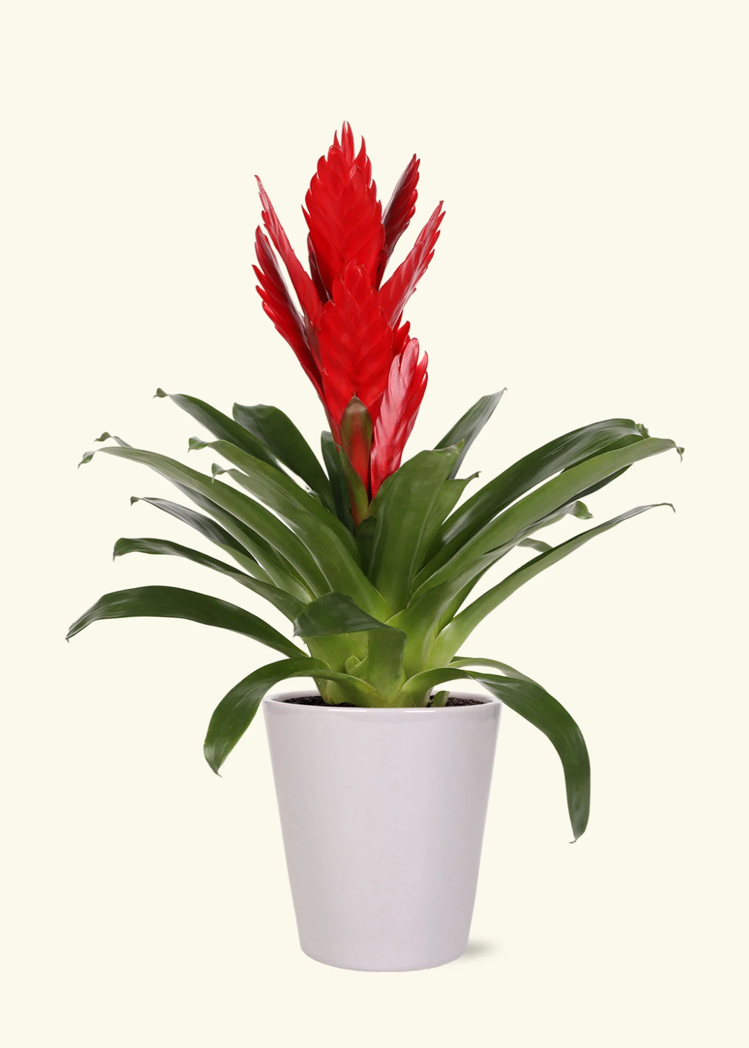 Red Bromeliad, Medium - Image 3