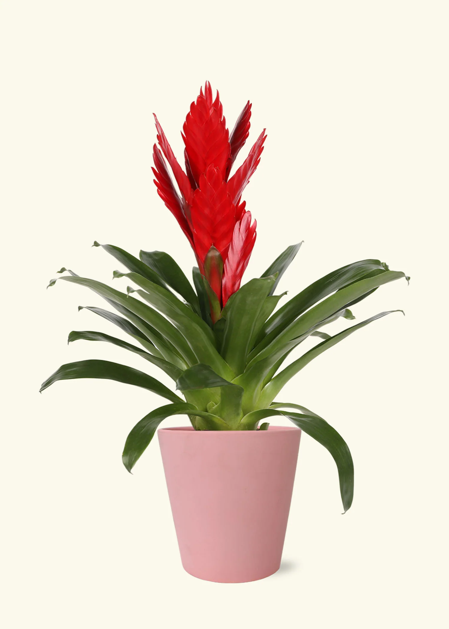 Red Bromeliad, Medium - Image 4