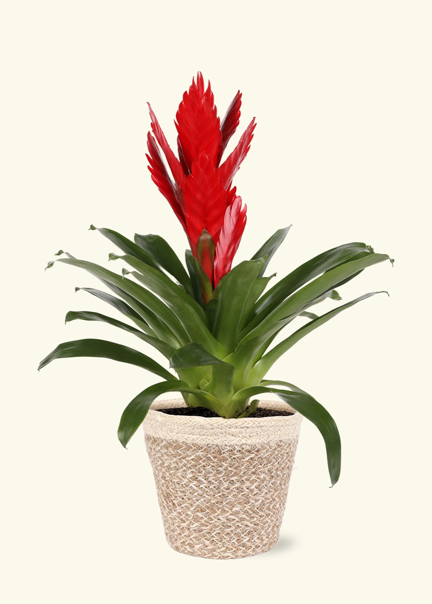 Red Bromeliad, Medium - Image 5