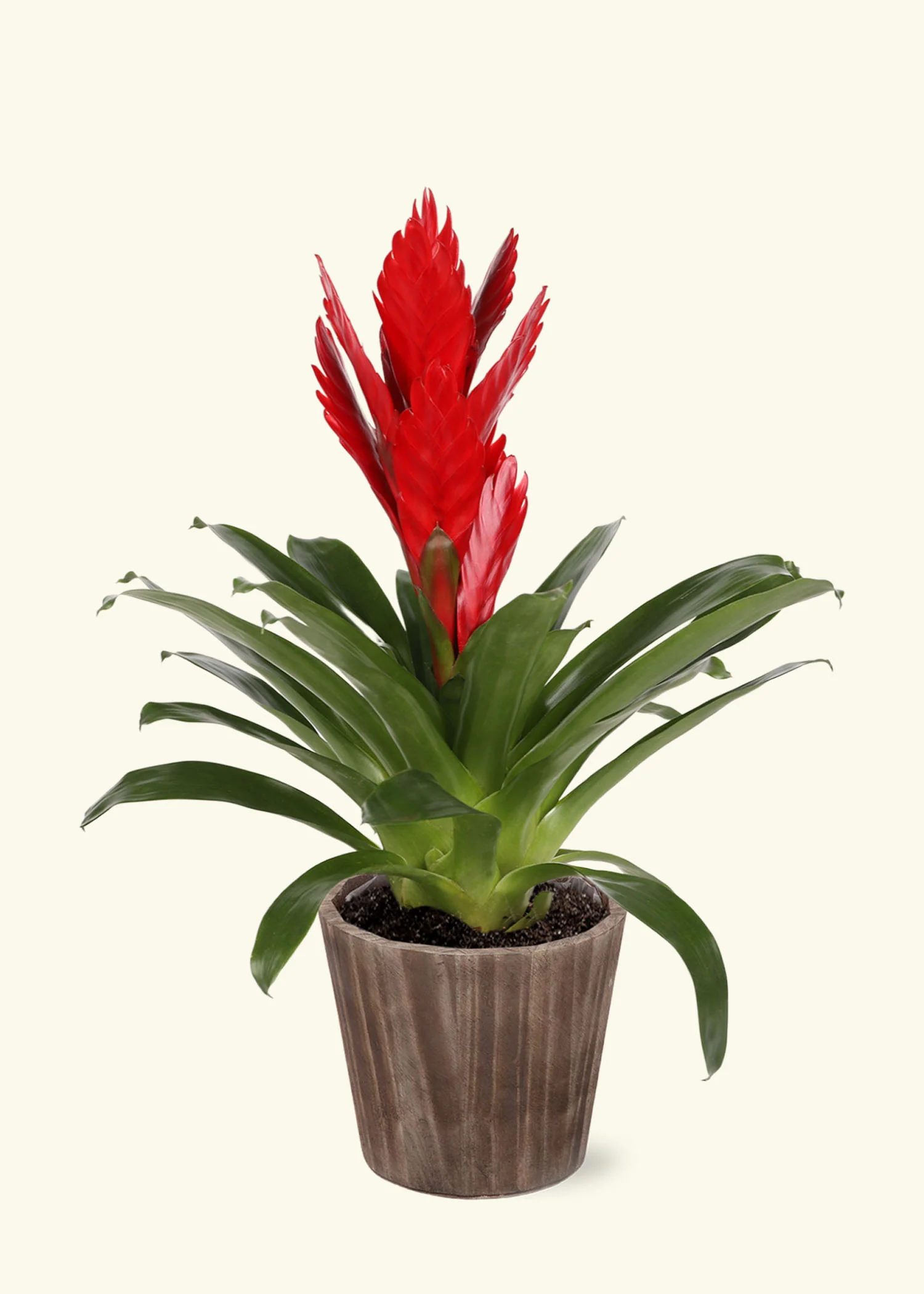 Red Bromeliad, Medium - Image 6