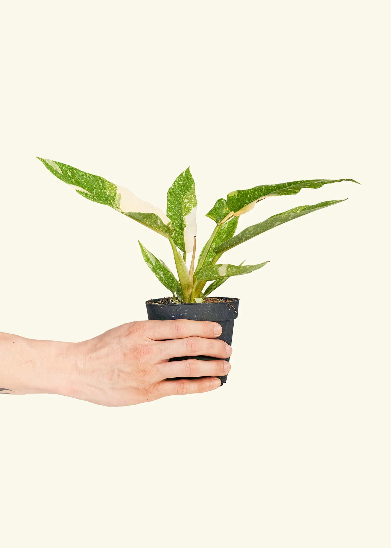 Philodendron 'Ring of Fire', Small - Image 2