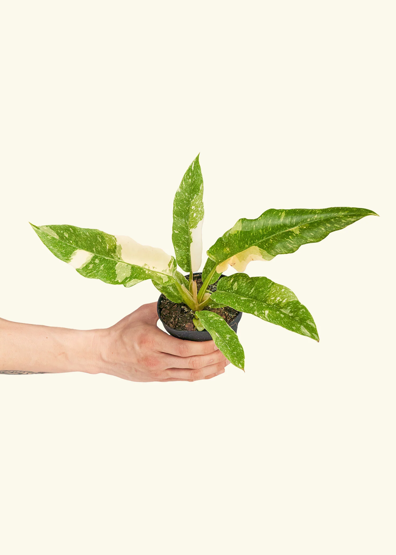Philodendron 'Ring of Fire', Small - Image 3