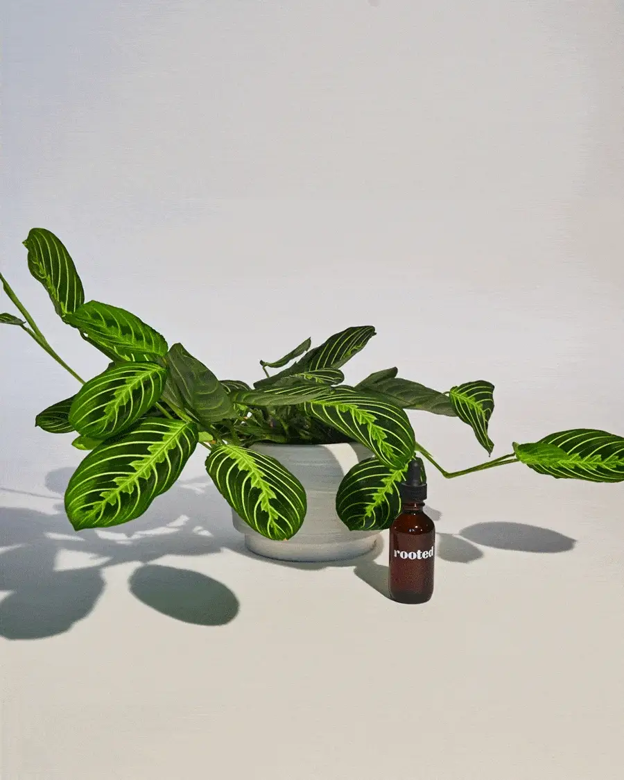 Spray Bottle - Image 4