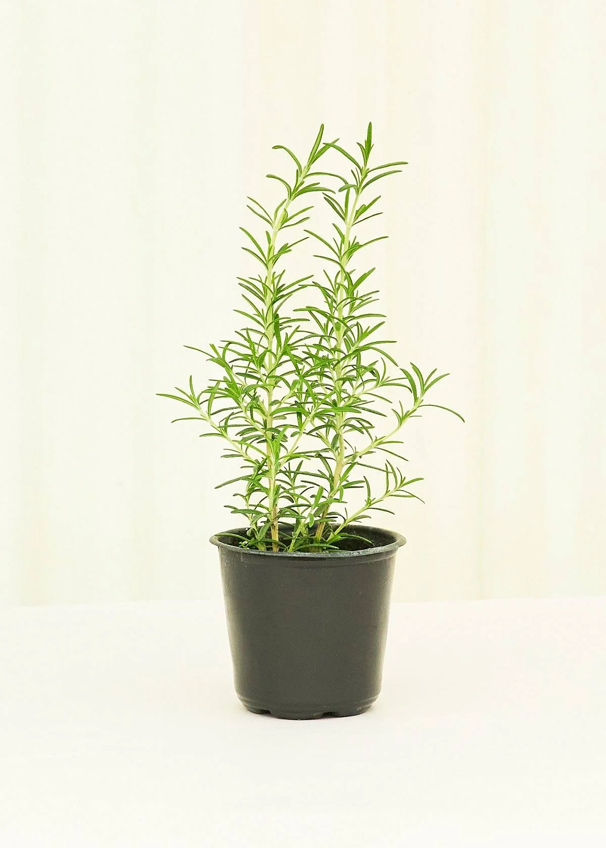 Rosemary, 4 pack - Image 2