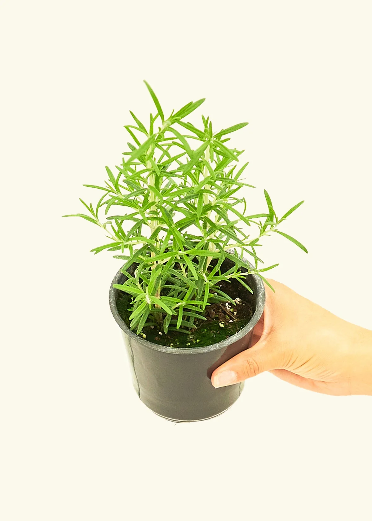 Rosemary, Small - Image 2