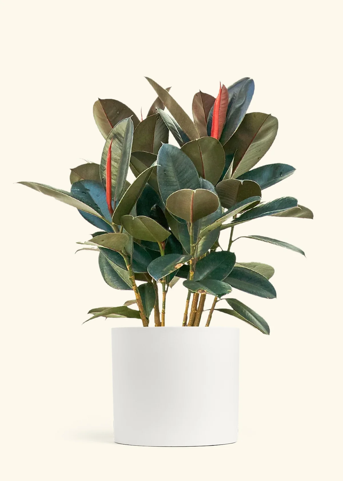 Rubber Tree 'Burgundy', XL - Image 3