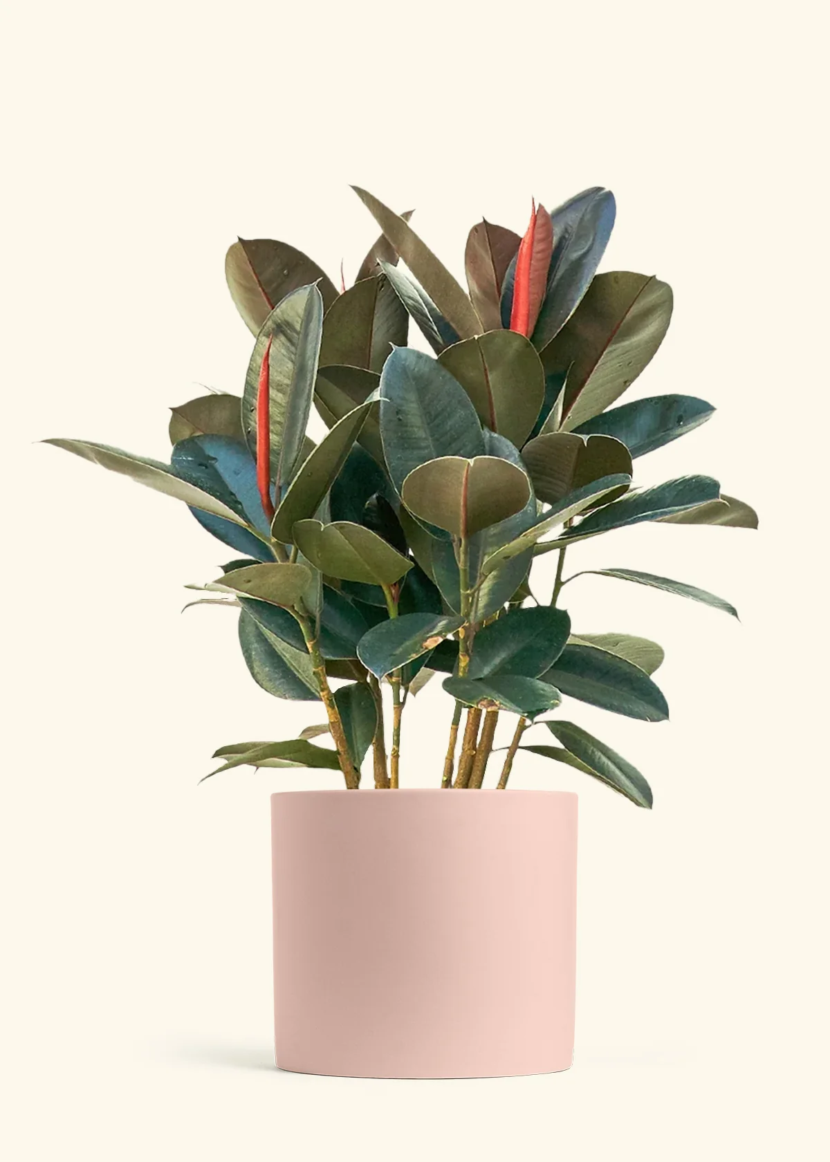 Rubber Tree 'Burgundy', XL - Image 4