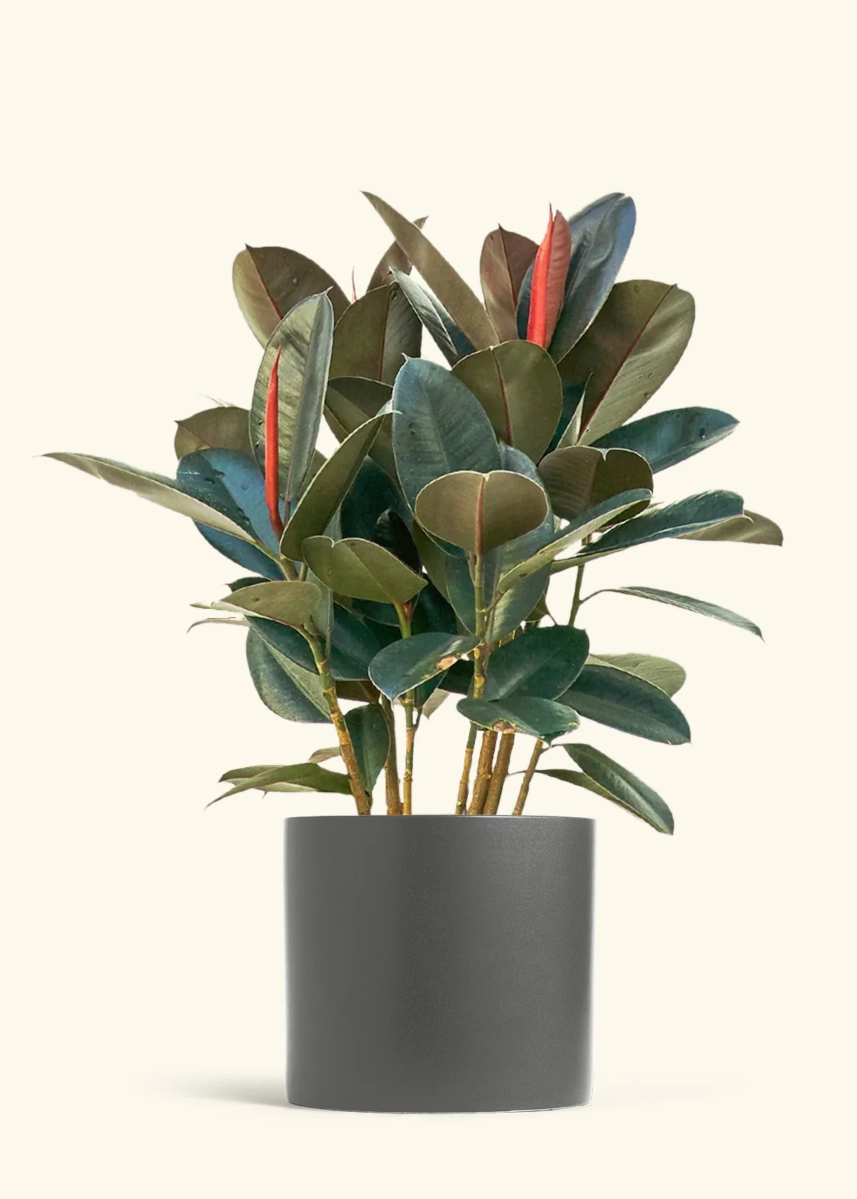 Rubber Tree 'Burgundy', XL - Image 5