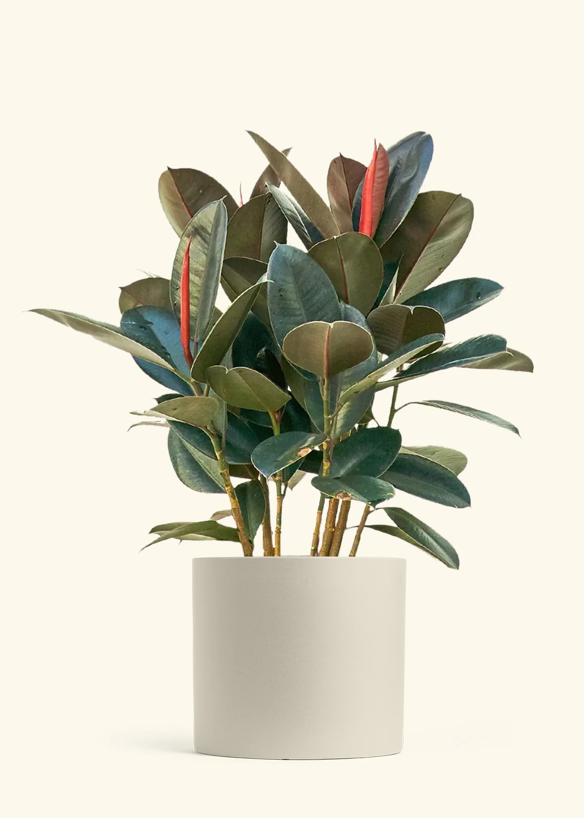 Rubber Tree 'Burgundy', XL - Image 6