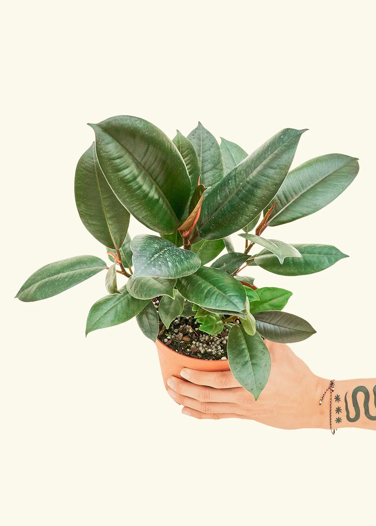 Rubber Tree 'Burgundy', Medium - Image 3