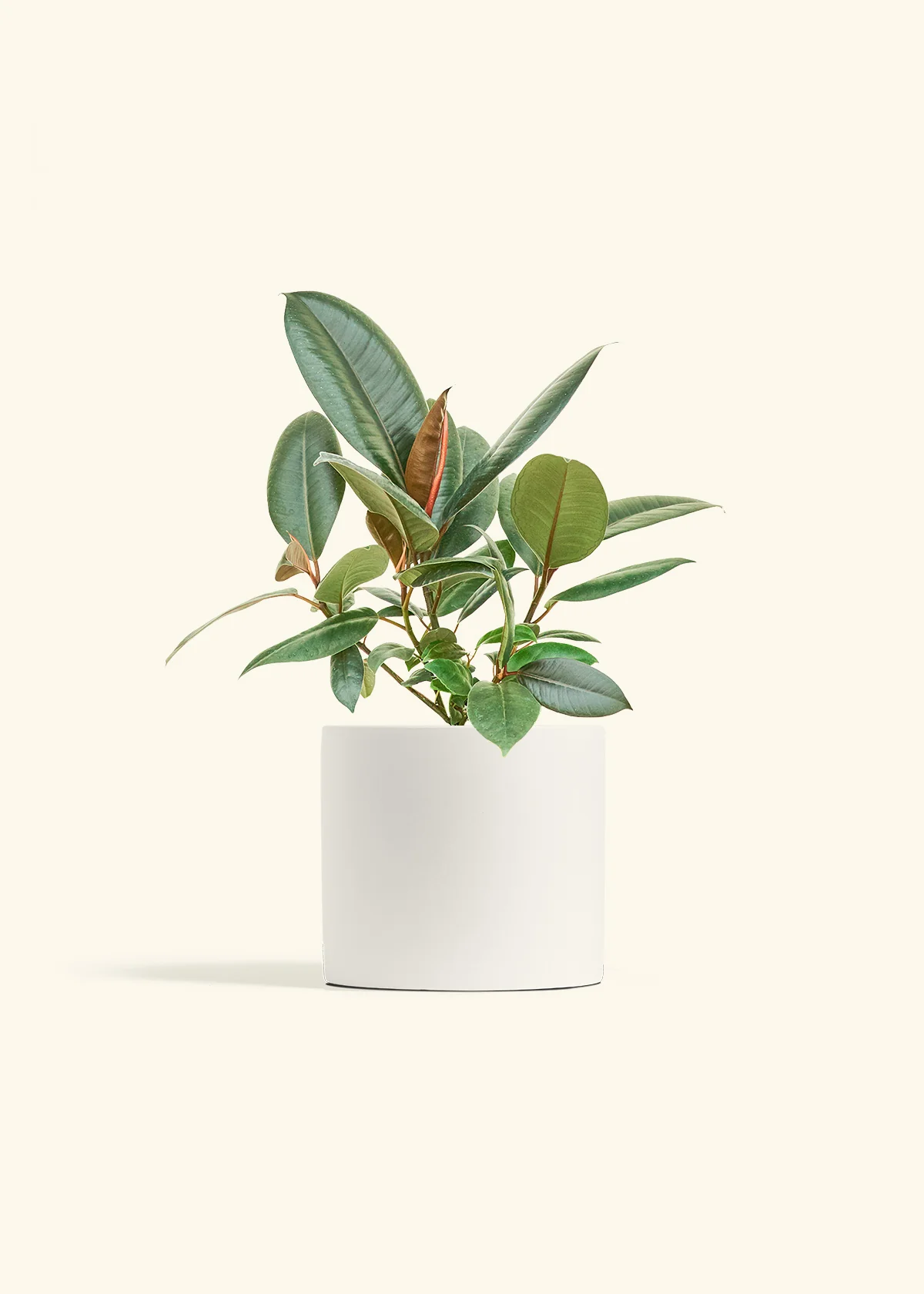 Rubber Tree 'Burgundy', Medium - Image 4