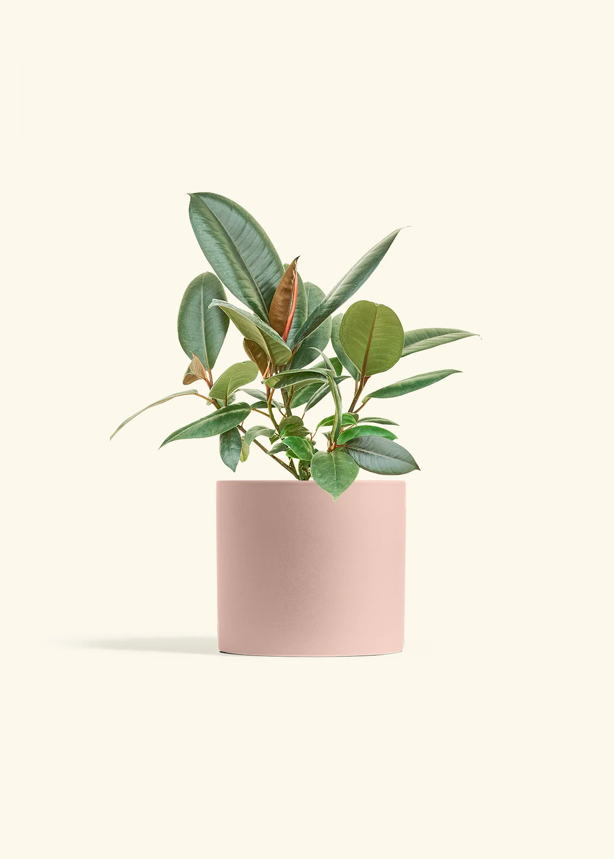 Rubber Tree 'Burgundy', Medium - Image 5