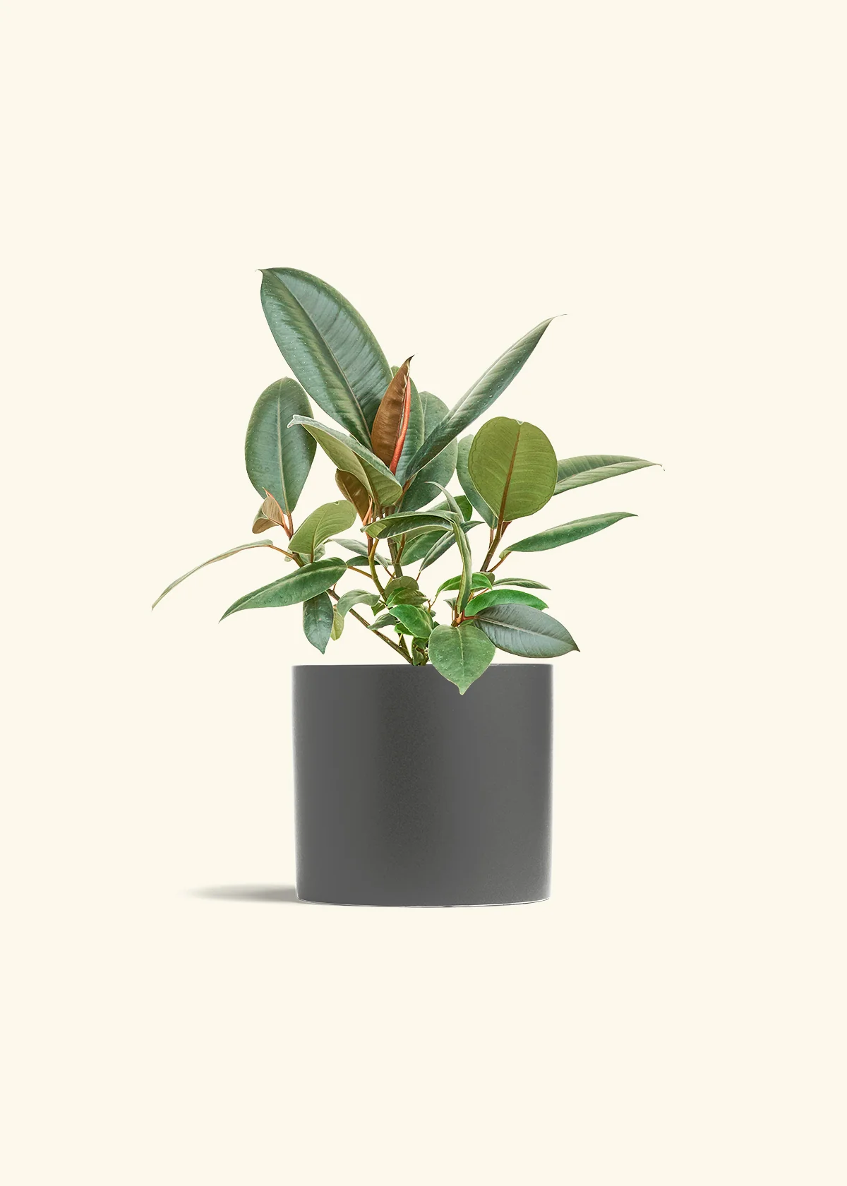Rubber Tree 'Burgundy', Medium - Image 6