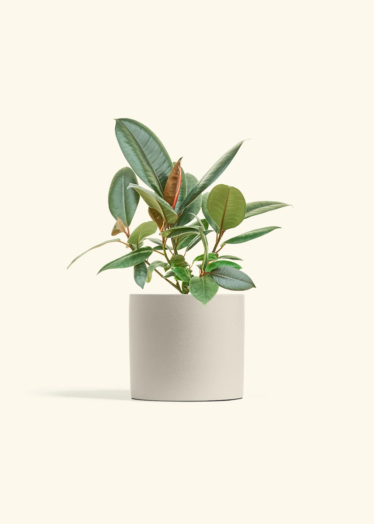 Rubber Tree 'Burgundy', Medium - Image 7