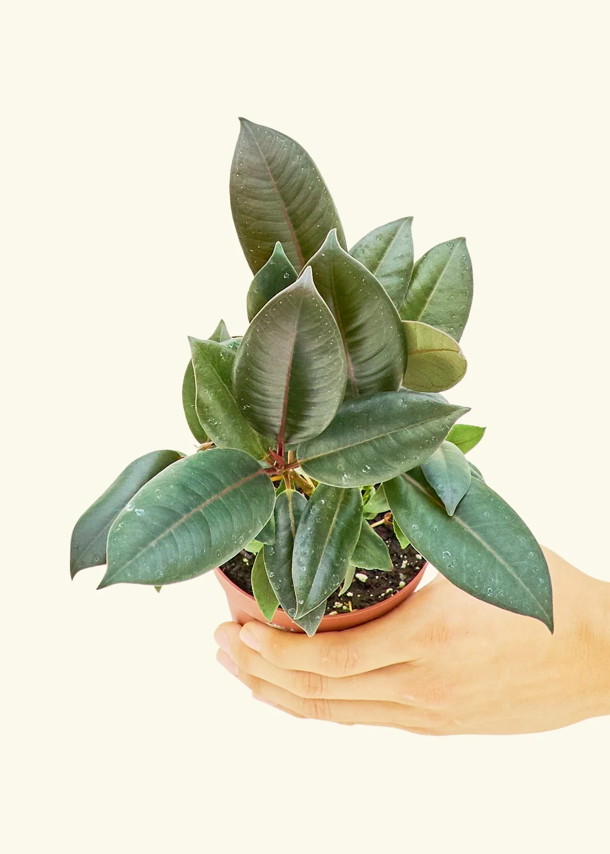 Rubber Tree 'Burgundy', Small - Image 3