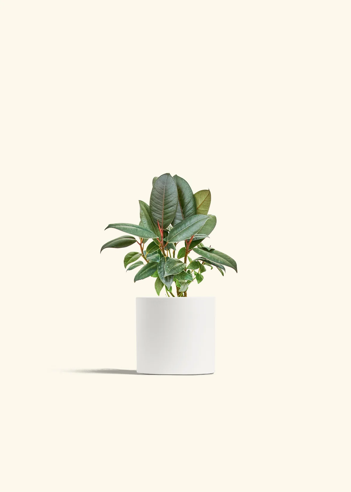 Rubber Tree 'Burgundy', Small - Image 4