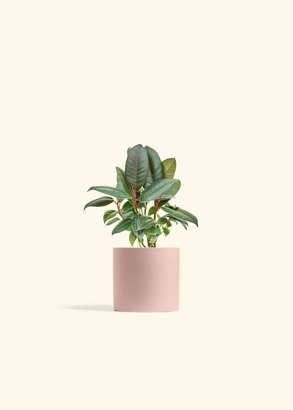 Rubber Tree 'Burgundy', Small - Image 5