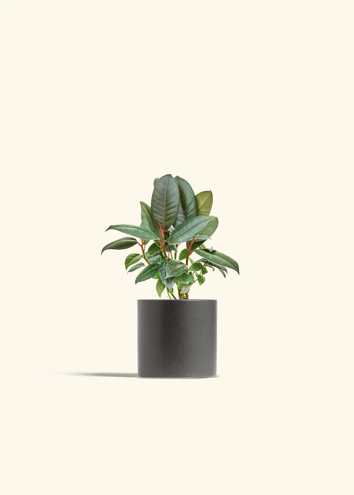 Rubber Tree 'Burgundy', Small - Image 6