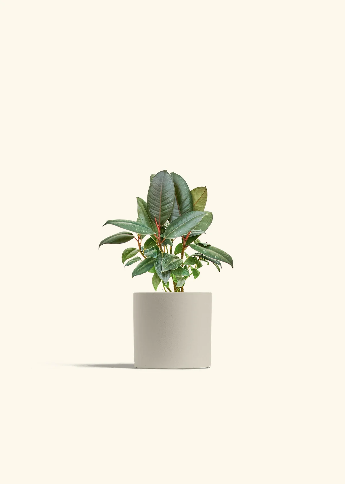 Rubber Tree 'Burgundy', Small - Image 7
