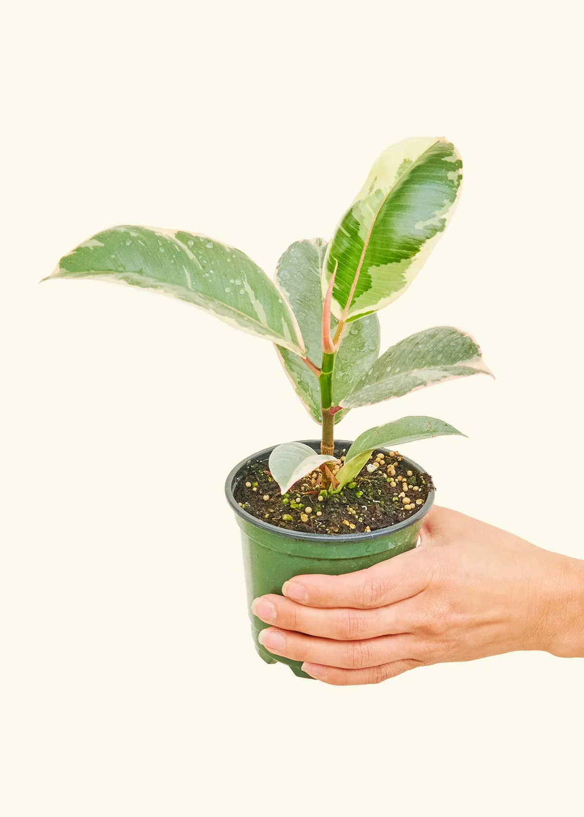 Ficus 'Tineke', Small - Image 3