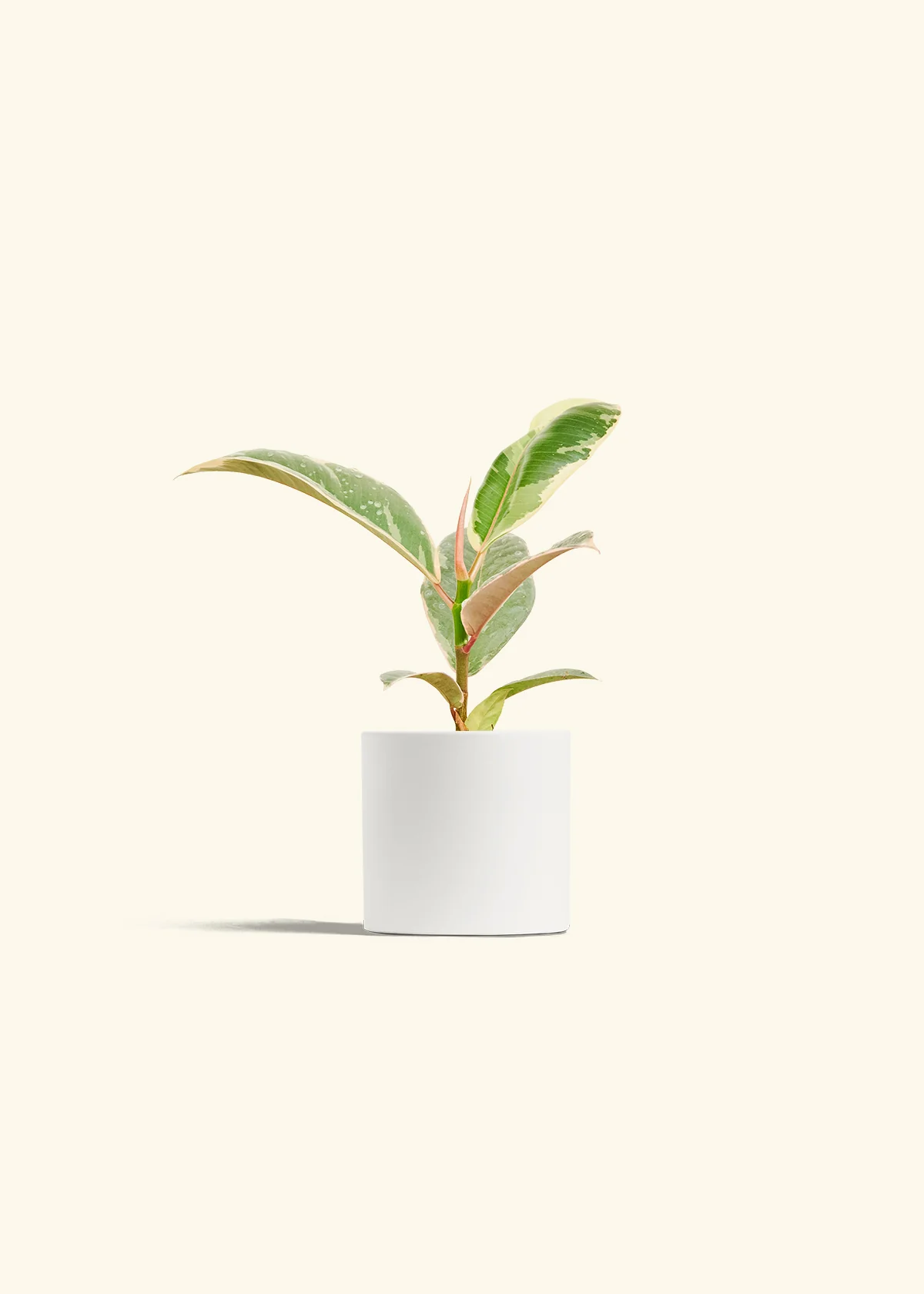 Ficus 'Tineke', Small - Image 4
