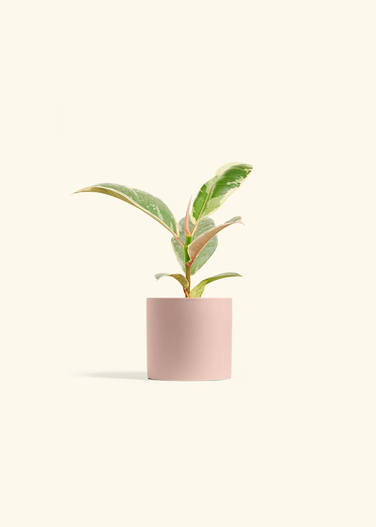 Ficus 'Tineke', Small - Image 5