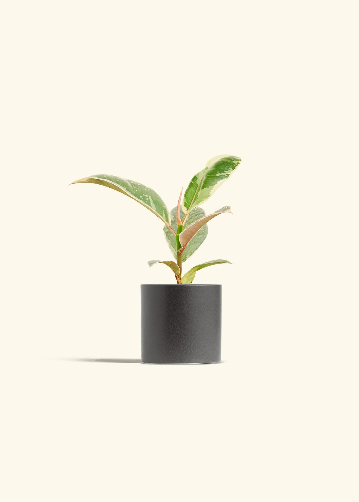 Ficus 'Tineke', Small - Image 6