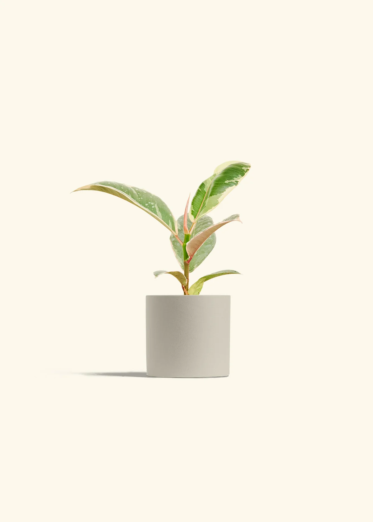 Ficus 'Tineke', Small - Image 7