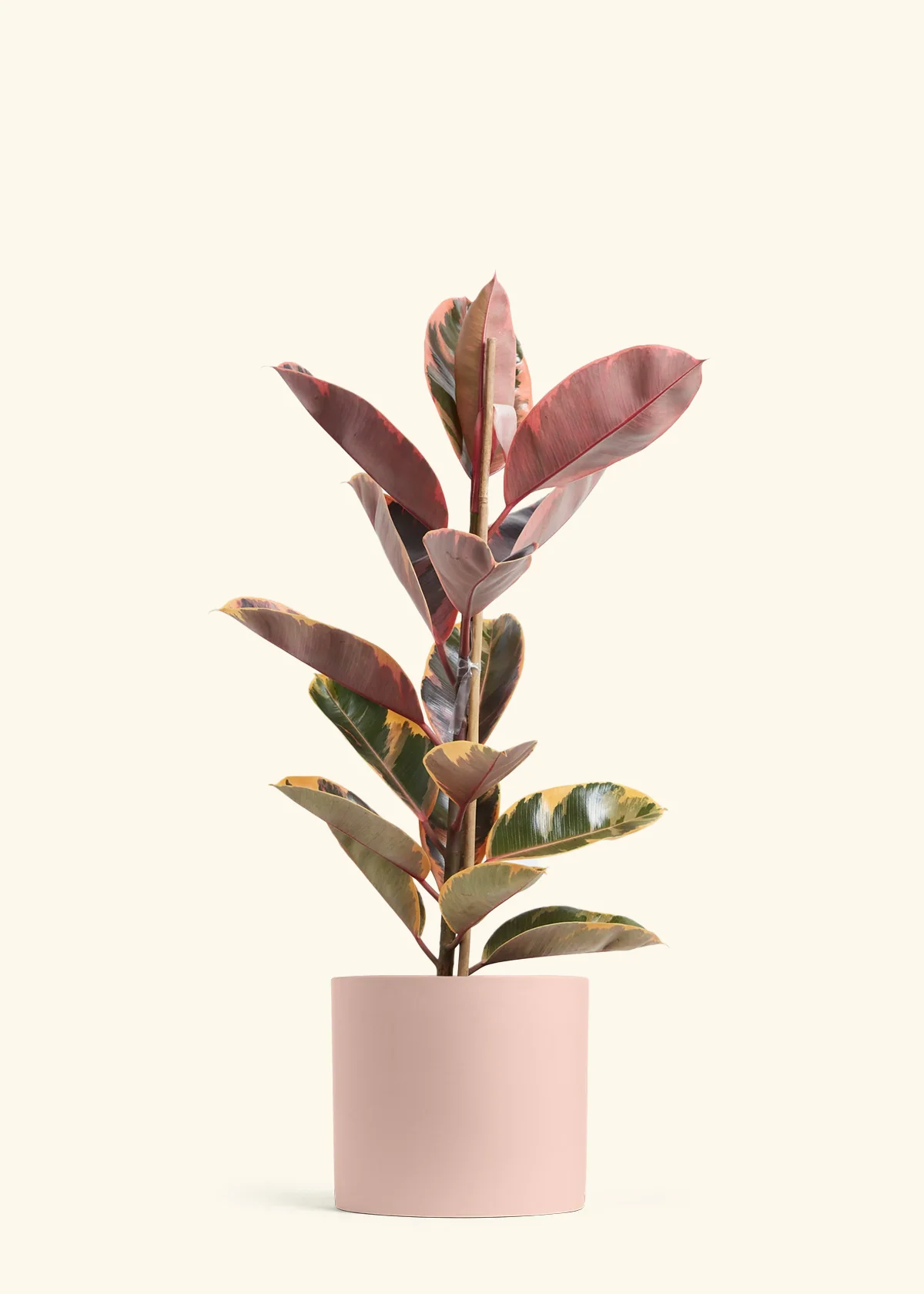 Ruby Rubber Tree, XL - Image 3