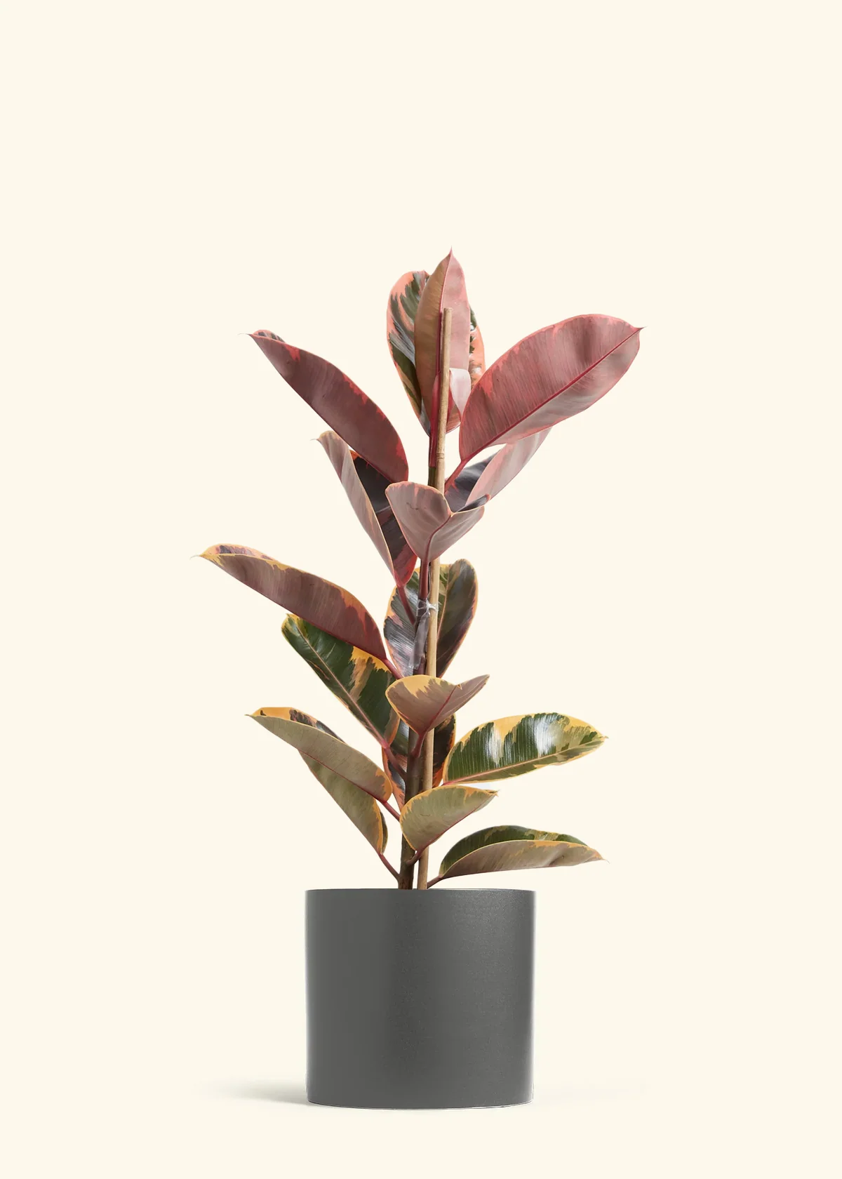 Ruby Rubber Tree, XL - Image 4