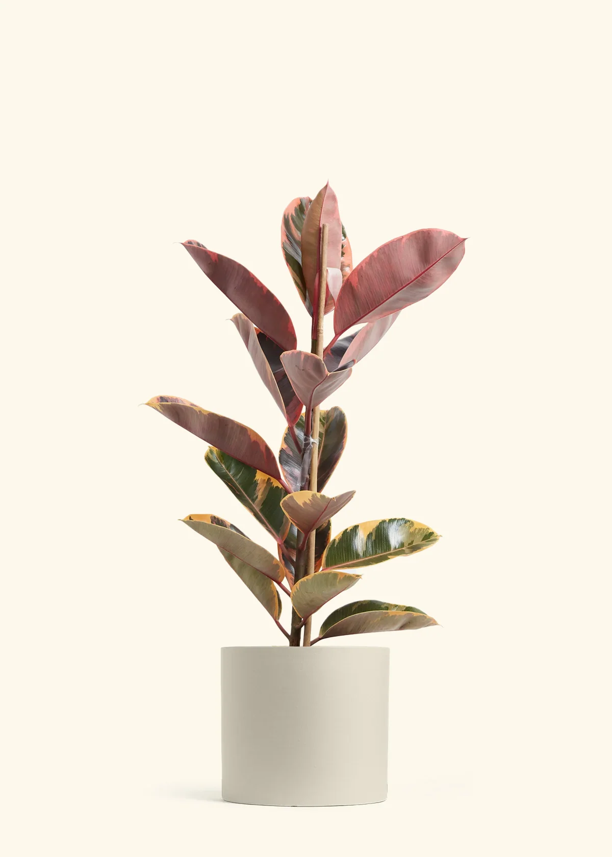 Ruby Rubber Tree, XL - Image 5