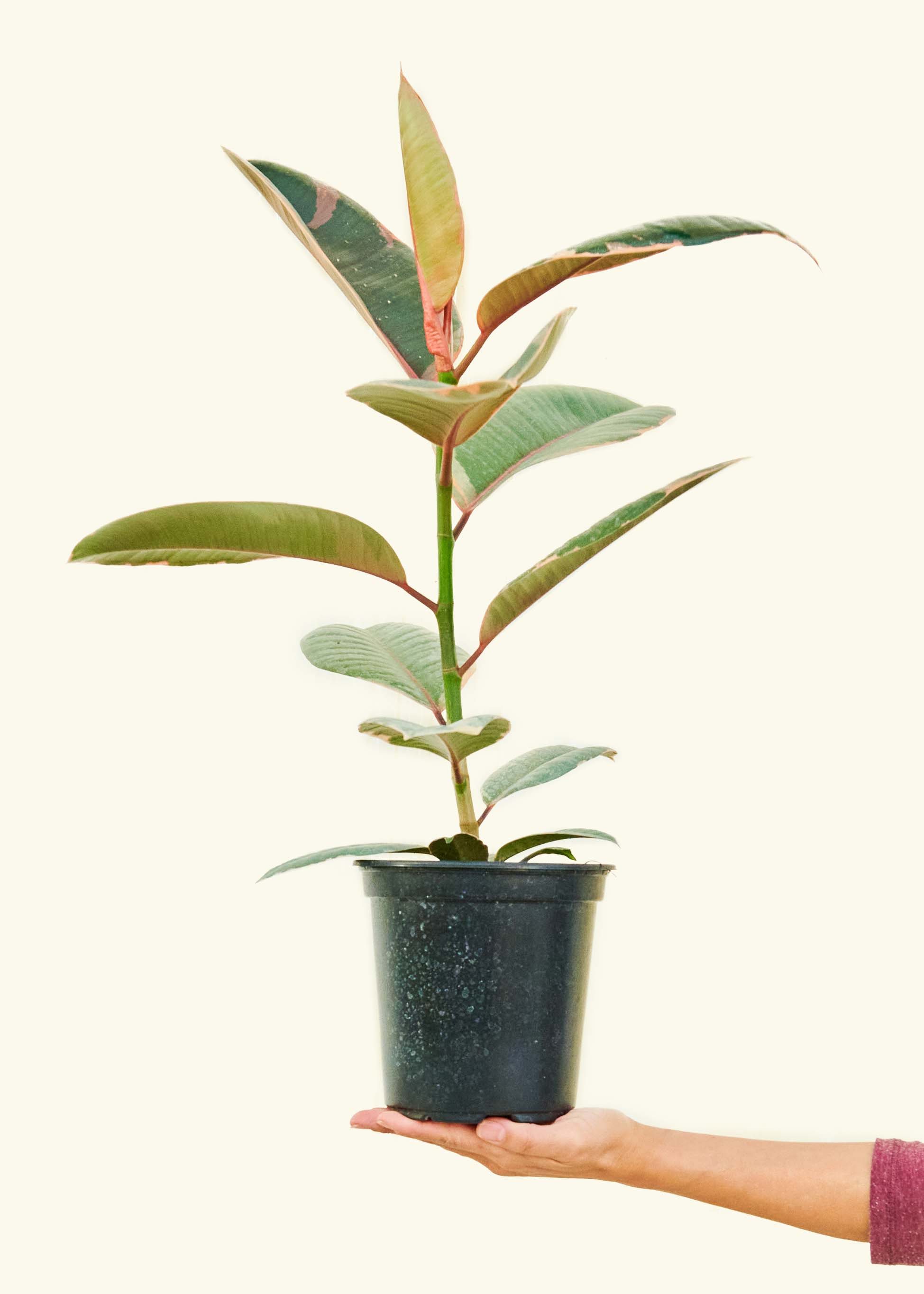 Ruby Rubber Tree, Medium - Image 3