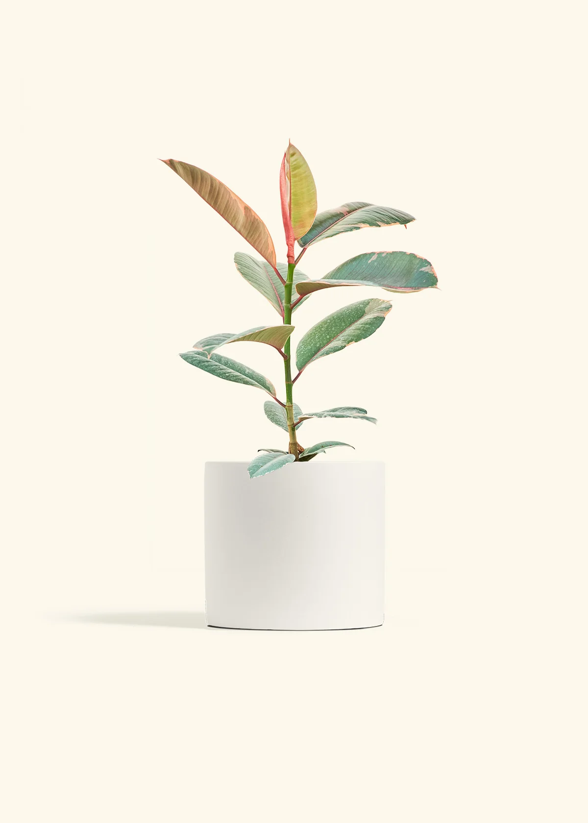 Ruby Rubber Tree, Medium - Image 4