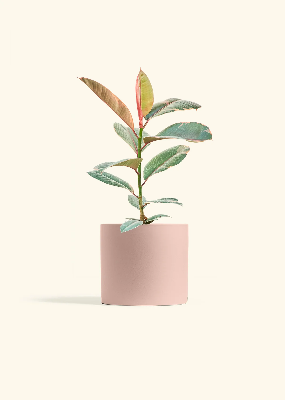 Ruby Rubber Tree, Medium - Image 5