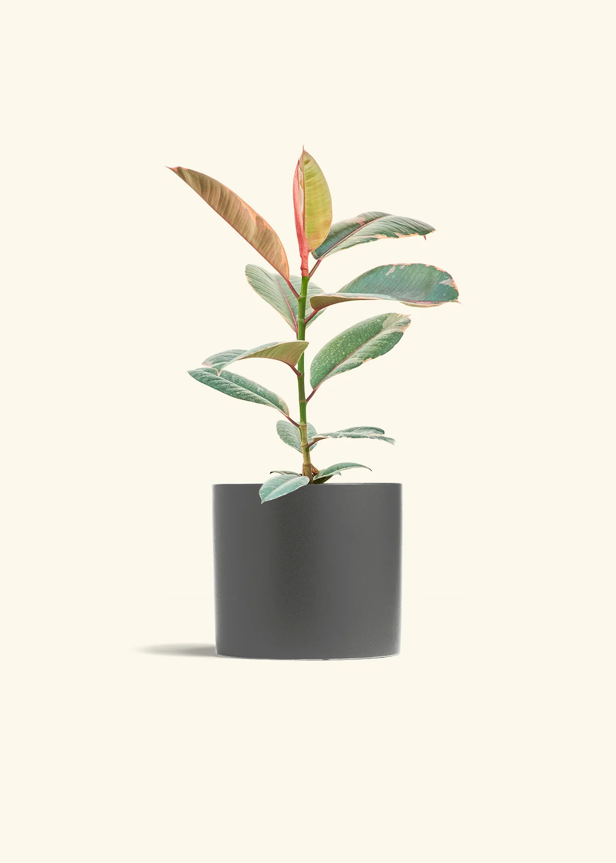 Ruby Rubber Tree, Medium - Image 6