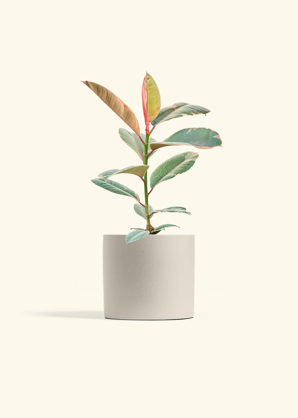 Ruby Rubber Tree, Medium - Image 7