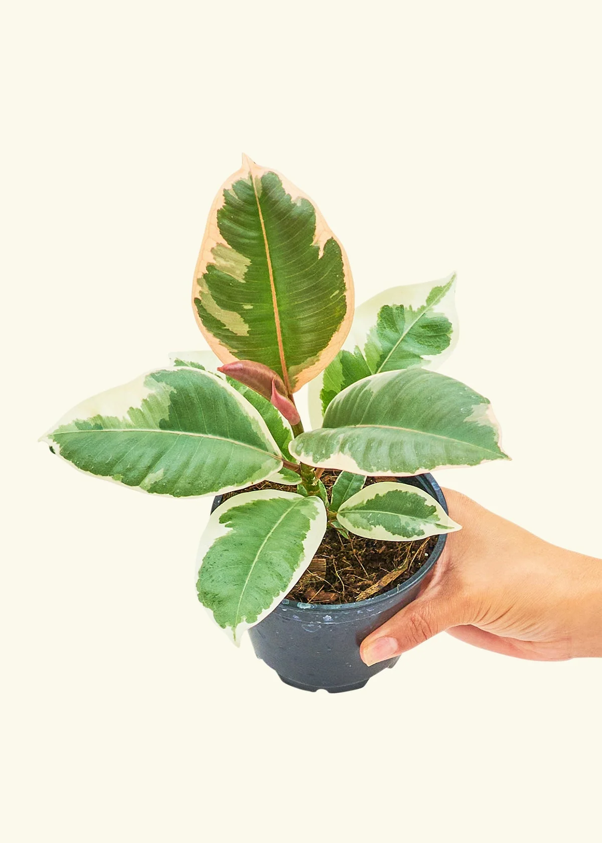 Ruby Rubber Tree, Small - Image 3